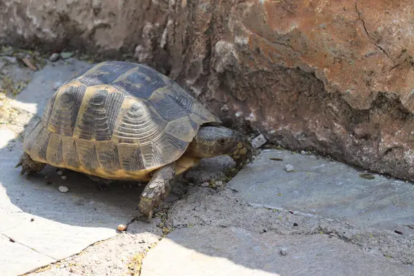 Kaplumbağanın yakın çekimi.