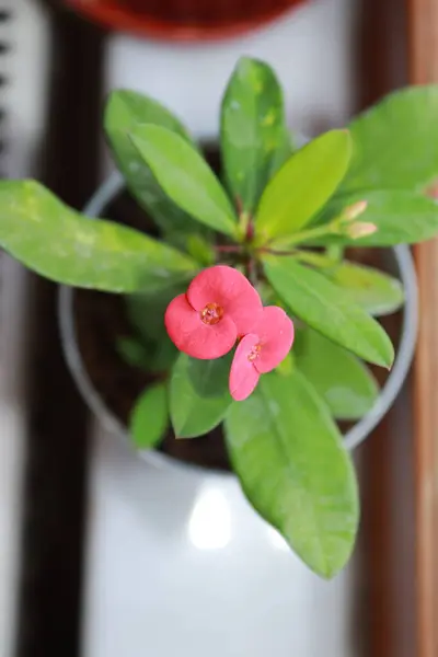 Bahçedeki kırmızı çiçek