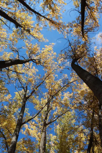 Ormanın güzel manzarası