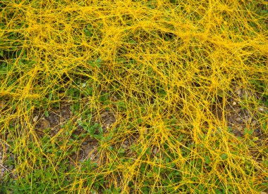 Çevresini saran ve yeşil ev sahibi bitkileri kaplayan parlak sarı asmaların yakın çekim görüntüsü. Karmaşık, karmaşık ağ bu parazit otun çarpıcı etkisini ve canlı kontrastını gösteriyor.