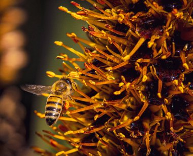 Bal arısı Apis mellifera capensis 'in uçarken canlı bir Banksia çiçeğine yaklaştığını gösteren detaylı bir fotoğraf. Arı, belirgin siyah ve sarı çizgileri ve polen sepetleriyle etkin bir şekilde tozlaşıyor.