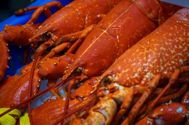 Homarus americanus 'un buz yatağında sergilenen kırmızı ıstakoz, muhtemelen Homarus gammarus ya da Amerikan ıstakozunun yakın plan görüntüsü. Kabuklarının zengin turuncu-kırmızı rengi göze çarpar. Bu da tazelik ve hazır olduklarını gösterir.