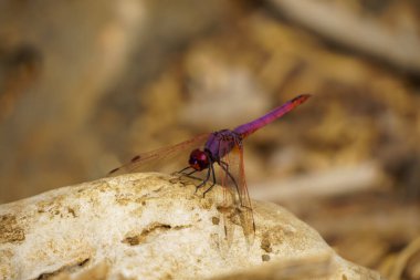 Açık renkli bir yüzeyde dinlenen erkek Violet Dropwing yusufçuk Trithem 'in büyüleyici yakın plan fotoğrafı. Yusufçuk canlı mor vücudunu ve kırmızı gözlerini narin damarlarında karmaşık damarlarıyla sergiliyor.