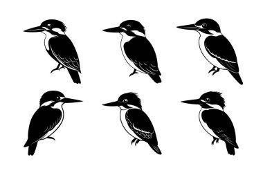 Kemerli Kingfisher vektör siluet sanat illüstrasyon simgesi seti