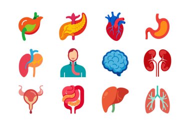 Internal Organs of human body vector art illustration bundle clipart