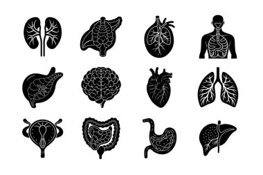 İnsan vücudunun iç organları vektör silueti sanat resimleme paketi