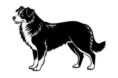 Avustralyalı çoban köpeği vektör silueti sanat illüstrasyonu