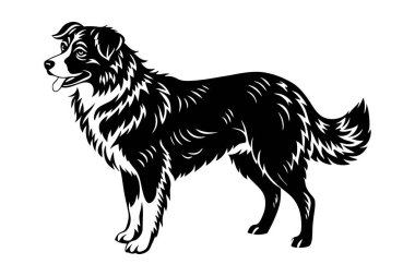 Avustralyalı çoban köpeği vektör silueti sanat illüstrasyonu