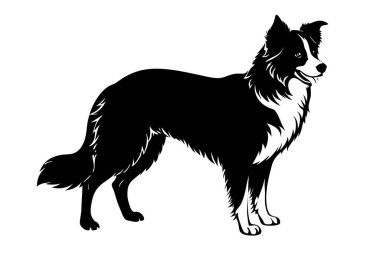 Vorder collie dog vector silhouette art illustration clipart