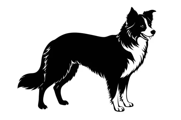 Vorder collie dog vektör silueti sanat illüstrasyonu