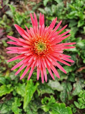 Görüntü, merkezinden yayılan sayısız ince taç yapraklı canlı pembe bir çiçeğin yakın çekimini gösteriyor.. 