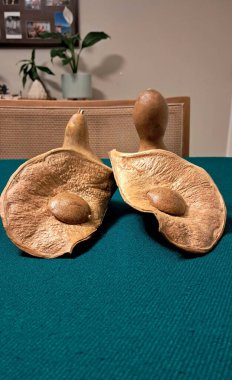 Resim, yeşil bir bezle bir masada sergilenen kurumuş yaprak ve tohum koleksiyonunu gösteriyor..