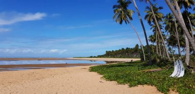 Sakin bir okyanusla karşılaşmak için uzanan bir palmiye ağacı. Gökyüzü açık mavi, bir kaç kabarık bulutla benekli..