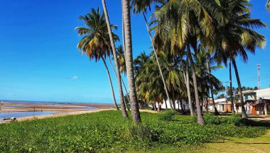 Palmiye ağaçlarıyla kaplı bir plaj sakin bir okyanusla karşılaşmak için uzanır. Gökyüzü açık mavi, bir kaç kabarık bulutla benekli..