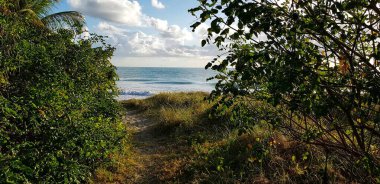 Görüntü sahilin manzarasını gösteriyor. Yoğun yeşil yaprakların arasından okyanusa doğru giden bir yol var.. 