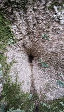 Resim yeşil yosunlarla kaplı bir ağaç gövdesinde küçük bir delik gösteriyor..