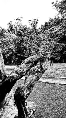 Siyah ve beyaz görüntü parktaki büyük, bükülmüş ağaç kökünü gösteriyor. Kökün kaba bir dokusu ve ilginç, düzensiz bir şekli var..