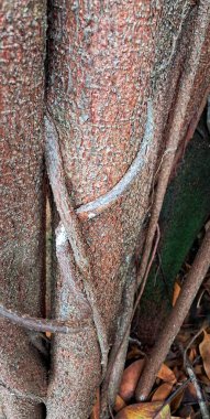 Görüntü, etrafını saran küçük bir sarmaşıkla bir ağacın köklerini gösteriyor, onları bağladığı izlenimini veriyor..