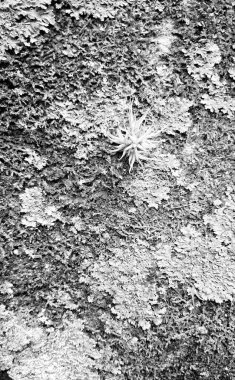 Siyah ve beyaz görüntü yosun kaplı bir ağacın kabuğunu gösteriyor..