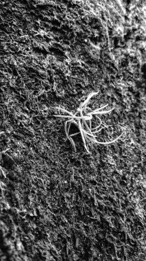 Siyah ve beyaz görüntü yosun kaplı bir ağacın kabuğunu gösteriyor..