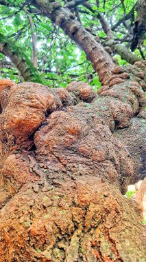 Görüntü, bir ağaç gövdesinin yakın çekimini gösteriyor, desenli yüzeyini vurguluyor. Ağaç kabuğu pürüzlü ve düğümlü görünüyor. Bu da yaş ve büyüme şekillerini gösteriyor..