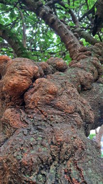 Görüntü, bir ağaç gövdesinin yakın çekimini gösteriyor, desenli yüzeyini vurguluyor. Ağaç kabuğu pürüzlü ve düğümlü görünüyor. Bu da yaş ve büyüme şekillerini gösteriyor..