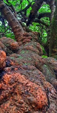 Görüntü, bir ağaç gövdesinin yakın çekimini gösteriyor, desenli yüzeyini vurguluyor. Ağaç kabuğu pürüzlü ve düğümlü görünüyor. Bu da yaş ve büyüme şekillerini gösteriyor..