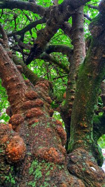 Görüntü, bir ağaç gövdesinin yakın çekimini gösteriyor, desenli yüzeyini vurguluyor. Ağaç kabuğu pürüzlü ve düğümlü görünüyor. Bu da yaş ve büyüme şekillerini gösteriyor..