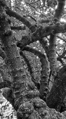 Siyah ve beyaz görüntü, bir ağaç gövdesinin yakın çekimini gösteriyor. Dokulu yüzeyini vurguluyor. Ağaç kabuğu pürüzlü ve düğümlü görünüyor. Bu da yaş ve büyüme şekillerini gösteriyor..
