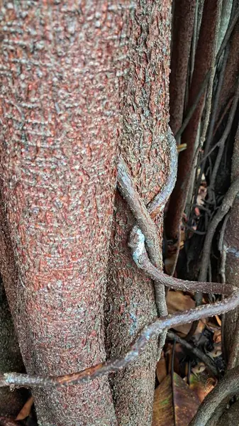 Görüntü, etrafını saran küçük bir sarmaşıkla bir ağacın köklerini gösteriyor, onları bağladığı izlenimini veriyor..