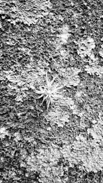 Siyah ve beyaz görüntü yosun kaplı bir ağacın kabuğunu gösteriyor..