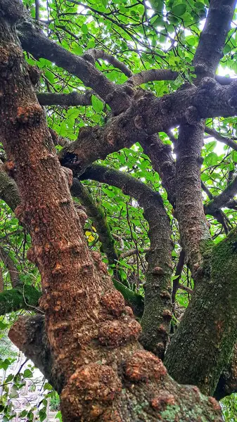 Görüntü, bir ağaç gövdesinin yakın çekimini gösteriyor, desenli yüzeyini vurguluyor. Ağaç kabuğu pürüzlü ve düğümlü görünüyor. Bu da yaş ve büyüme şekillerini gösteriyor..