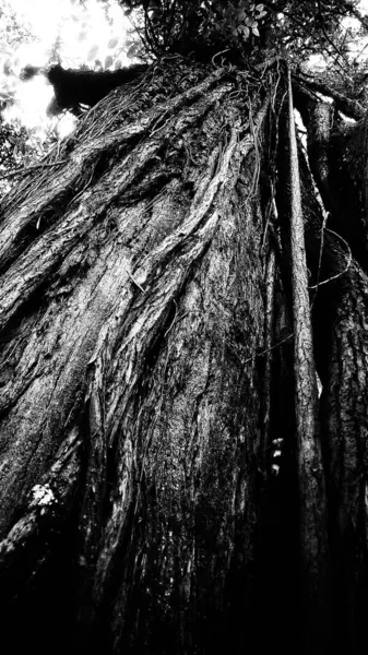 Siyah ve beyaz görüntü bir ağaç gövdesinin yakın çekimini gösteriyor. Kabuğu pürüzlü, dokulu ve çevresini saran karmaşık hava kökleri ağıyla..