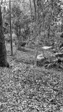 Siyah ve beyaz görüntü ön planda yapraklarla kaplı bir zemin ve arka planda bir köprü olduğunu gösteriyor..