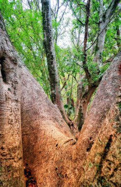 Görüntü yoğun bir orman sahnesini gösteriyor. Büyük bir ağaca odaklanmış. Kalın, desenli bir gövdesi var.. 