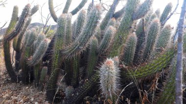 Resim, dikenlerle dolu birkaç kaktüsü olan bir manzara gösteriyor..