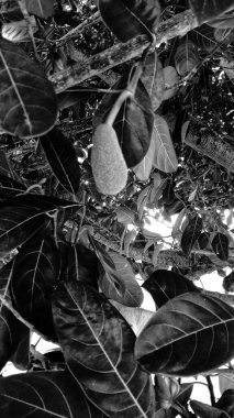 Siyah-beyaz fotoğraf, üzerinde birkaç genç Jackfruit 'in sallandığı bir meyve dalını gösteriyor. Yapraklar büyük ve yeşildir ve meyve hala yeşildir ve küçük tümseklerle kaplıdır..