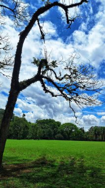 Ağacın kuru dalları, arka planda mavi gökyüzü ve yemyeşil çimlerle tezat oluşturuyor..