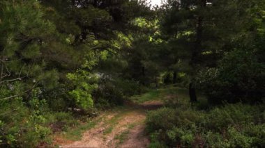 Ormandaki Bir Yol 'un Görüntüsü. Yüksek kalite 4k görüntü