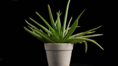 Aloe Vera Pot 'un gerçek görüntüleri. Yüksek kalite 4k görüntü