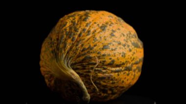 Kavun Dönüşü 'nün gerçek görüntüsü. Yüksek kalite 4k görüntü 50 fps