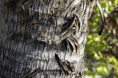 Güney Kaliforniya 'da palmiye ağacı kabuğuna yakın. 
