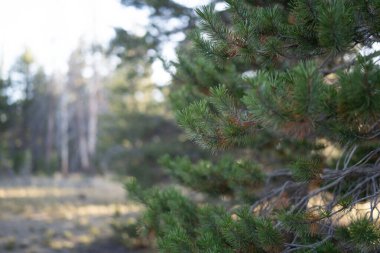 Sierra Nevada ormanındaki patika boyunca uzanan kozalaklı ağaçlara odaklanan çam iğneleri..  