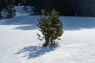 Karla kaplı küçük kozalaklı ağaçların gölgesi.  
