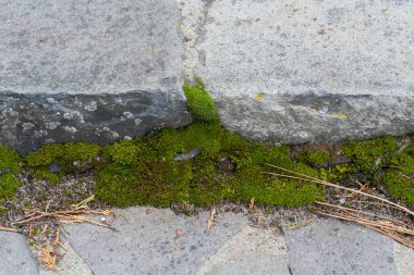 Eski taş peyzaj arasında yosun yetişiyor..