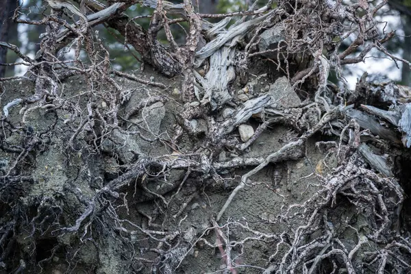 stock image Large uprooted tree, exposed roots.