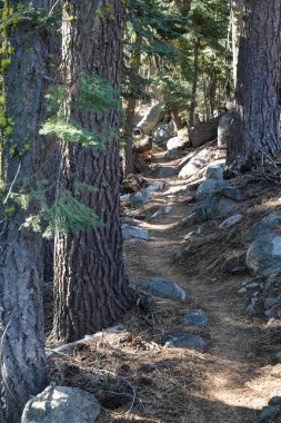 Sonbahar günü Sierra Nevada Ormanı 'nda yürüyüş yolunun dikey görüntüsü. Güneş ve gölge.  