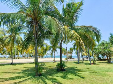 Rows of Palm and Coconut Trees Under a Bright and Calm Blue Sky, Serene and Beautiful clipart