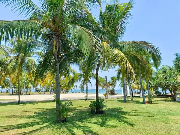 stock image Rows of Palm and Coconut Trees Under a Bright and Calm Blue Sky, Serene and Beautiful