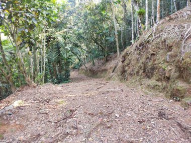 a wide path of a dirt road passing through the trees in the middle of the Atlantic forest clipart